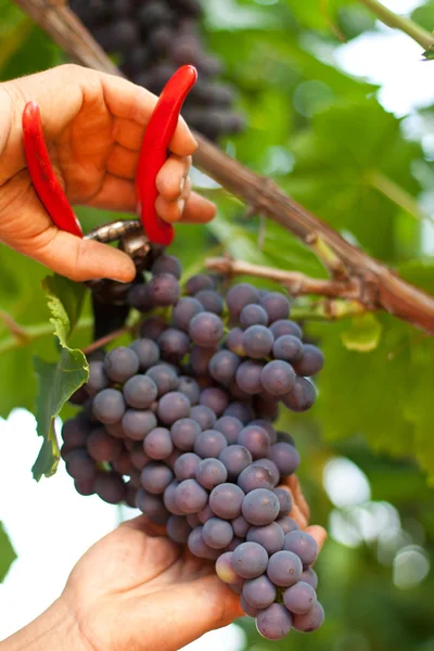 Picking grape — Stock Photo, Image