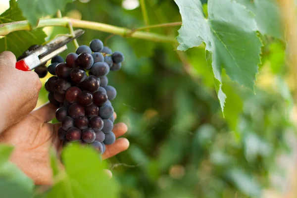 Cutting grape — Stock Photo, Image