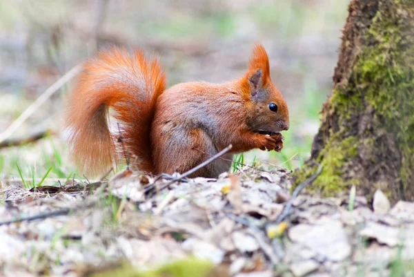 Squirrel in the woods — Stock Photo, Image