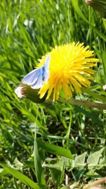 Baharın sıcak bir gününde sarı çiçekte mavi kelebek