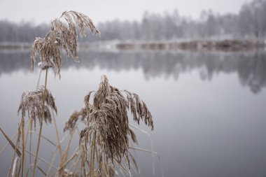 Doğal bir arka plan olarak kardaki kuru ot kamışları
