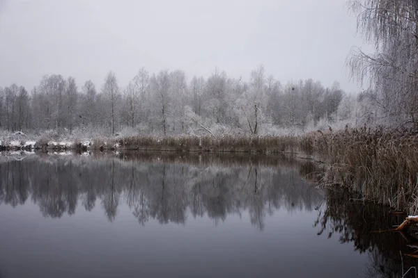 Kış ayaz manzarası: Gölün kıyısı ve kuru sazlıklar ve karların arasındaki orman..