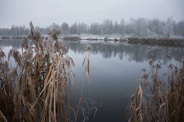 Kış ayaz manzarası: Gölün kıyısı ve kuru sazlıklar ve karların arasındaki orman..