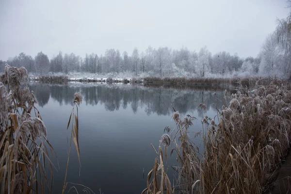 冬の霜景色 湖と乾燥葦の海岸と雪の距離の森 — ストック写真