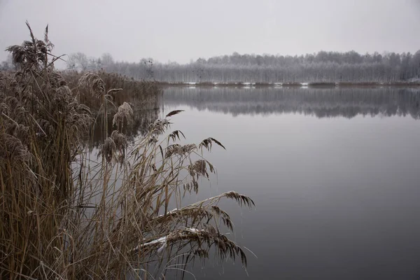 Vinterkjølig Landskap Innsjøens Strand Tørre Siv Skogen Det Fjerne Snøen – stockfoto