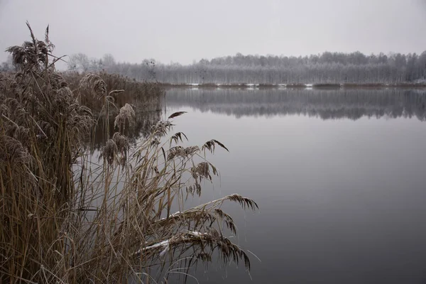 Vinterfrostigt Landskap Stranden Sjön Och Torra Vass Och Skogen Fjärran — Stockfoto