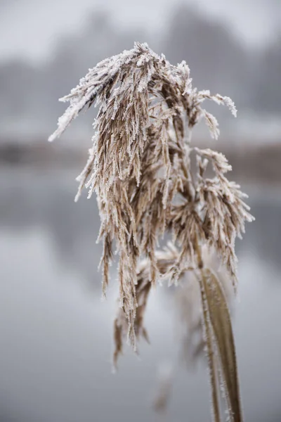 Nahaufnahme Von Trockenem Gras Schnee Als Natürlicher Hintergrund — Stockfoto