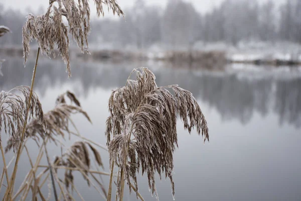 Тростник Сухой Травы Снегу Качестве Естественного Фона — стоковое фото