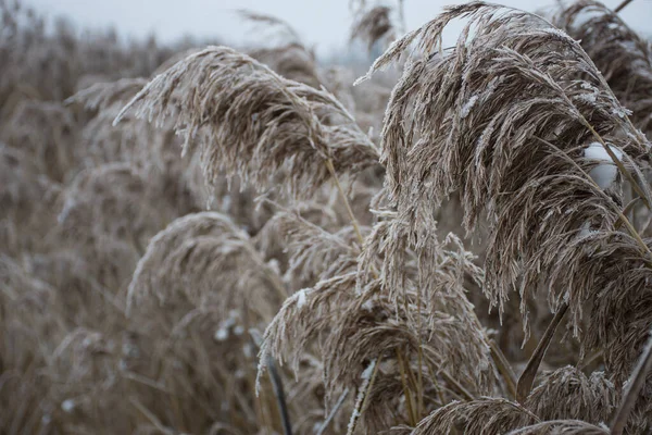 雪の中の乾いた草の葦は自然の背景として — ストック写真