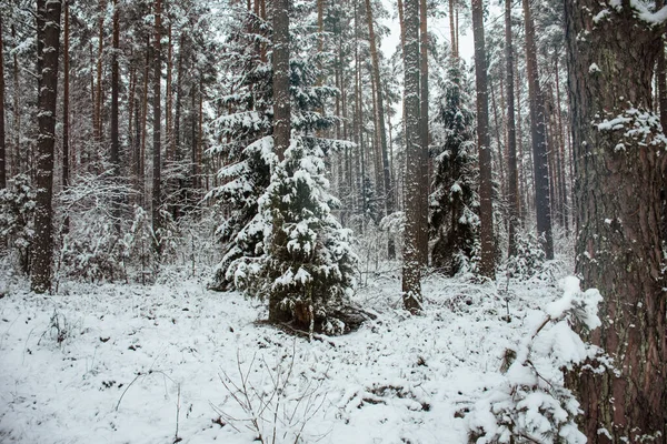 Paisaje Invernal Bosque Coníferas Nevadas — Foto de Stock