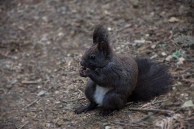 Çalı kuyruklu meraklı siyah sincap.