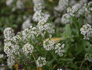 İlkbaharda kır çiçeklerinin doğal arkaplanı