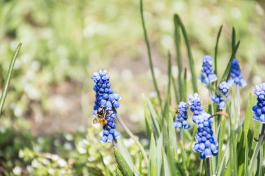 Bir arı, lupin çiçeğinin nektarını toplar. Bulanık ve bokeh ile doğal çimen arka planı