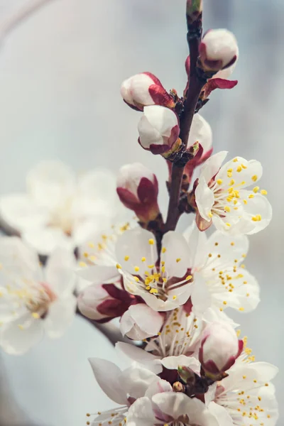 Een Tak Bloeiend Met Witte Bloemen Tegen Een Blauwe Lucht — Stockfoto