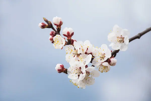 Een Tak Bloeiend Met Witte Bloemen Tegen Een Blauwe Lucht — Stockfoto