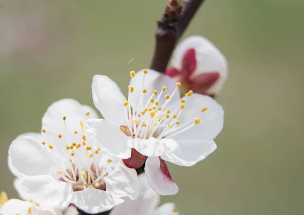 Close Van Een Witte Bloem Een Kersentak Het Voorjaarsbloeiseizoen Zachte — Stockfoto