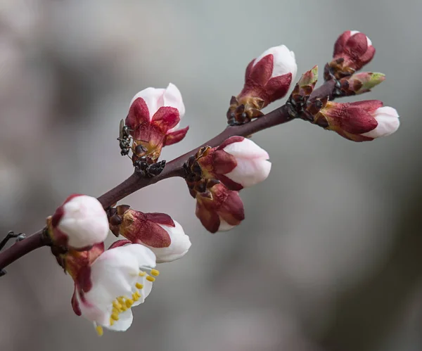 Bloeiende Kersentak Met Witte Bloemen Insecten Zachte Focus — Stockfoto