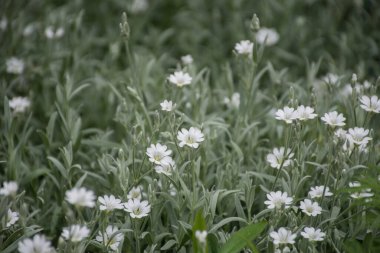 nazik doğal yaz çimenlerin ve çiçeklerin yeşil arka planı