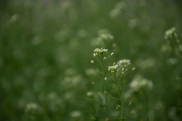 Мягкий Естественный Летний Зеленый Фон Травы Цветов — стоковое фото