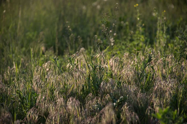 夏の日当たりの良い自然フィールド草の背景 — ストック写真
