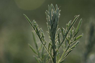 yumuşak doğal yaz çimenlerin yeşil arka planı 