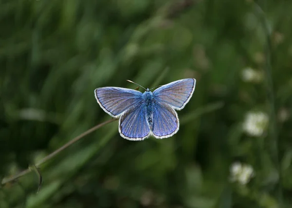 Blue Butterfly Flower Clear Day Background Green Grass — Stock Photo, Image