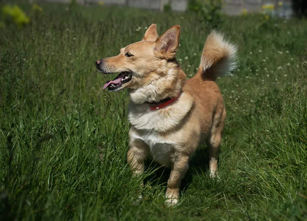 Rothaariger Hund Mit Zeckenhalsband Spaziert Auf Grünem Gras Einem Feld — Stockfoto