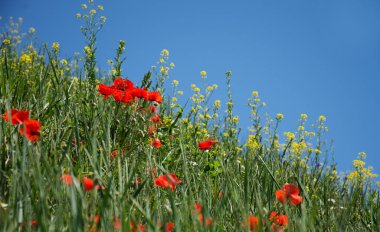 Doğal yaz çiçeği. Mavi gökyüzü arka planı.