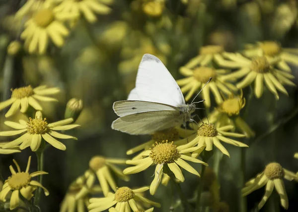 Белая Бабочка Жёлтом Цветке Пьет Нектар Хоботком Макроприрода — стоковое фото
