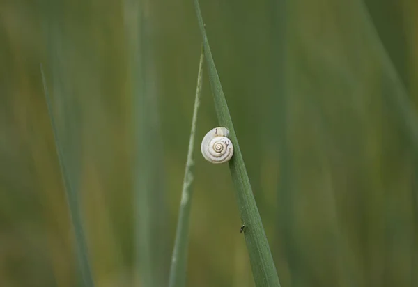 カタツムリを背景にした新緑の草の食感 ソフトフォーカス ぼかし — ストック写真