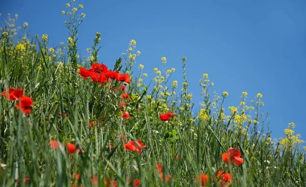 Doğal yaz çiçeği. Mavi gökyüzü arka planı.