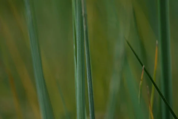 Struktur Färskt Grönt Gräs Som Bakgrund Mjuk Fokus Suddig Bokeh — Stockfoto