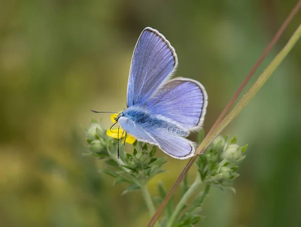 Синій Метелик Жовтій Квітці Нектар Пробозисом Макро Природа — стокове фото