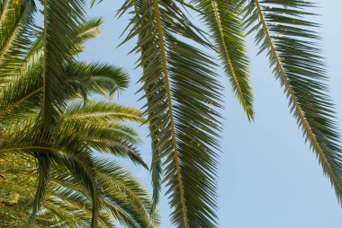 palm leaves against blue sky as summer southern background