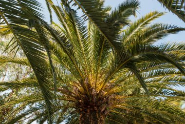 palm leaves against blue sky as summer southern background