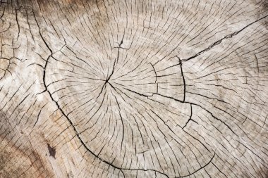 Uzun ömürlü bir ağacın doğal dokusu, ahşap halkalar.