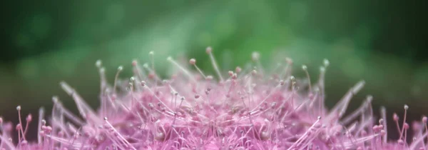 Flowers Stamen Texture Background Close Macro Nature — Stock Photo, Image