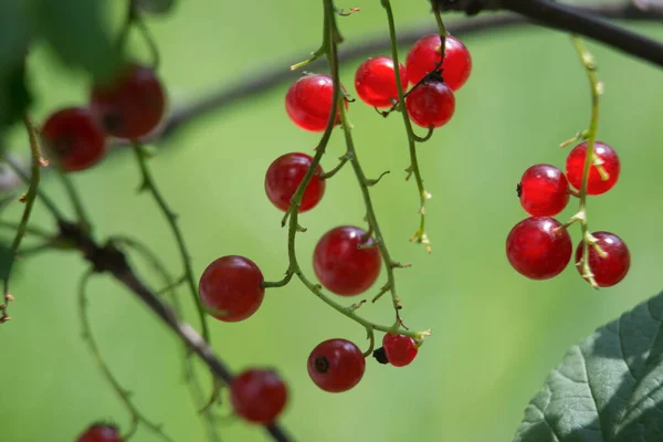 Урожай Спелых Красных Ягод Смородины Зеленом Фоне — стоковое фото