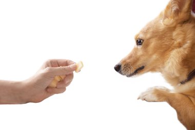 hand holds out delicious food to a cute red fluffy dog isolated on white background