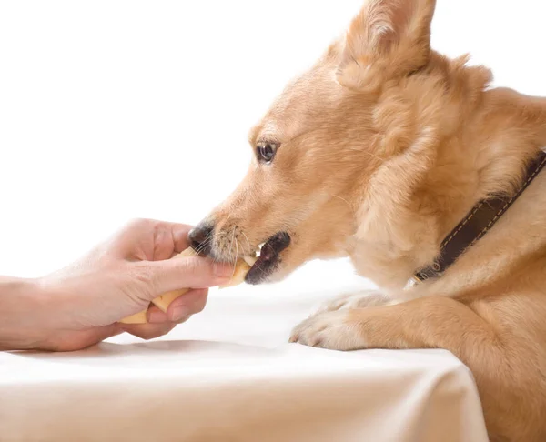cute ginger dog eats delicious food from his hands