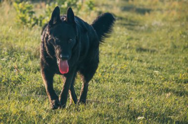 Büyük siyah köpek yazın çayırda yürür.