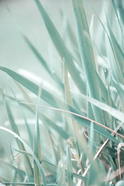 新鮮な草の質感を背景にソフトフォーカス — ストック写真