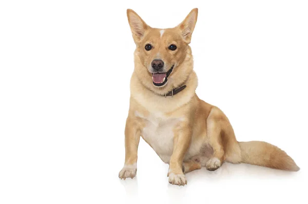 Roodharige Vrolijke Hond Zitten Geïsoleerd Witte Achtergrond — Stockfoto