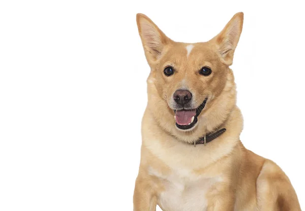 Portret Roodharige Vrolijke Hond Zitten Geïsoleerd Witte Achtergrond — Stockfoto
