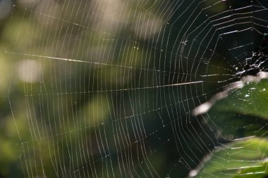 Aydınlık bir sonbahar gününde, güneşli bokeh ile yeşillik arka planında örümcek ağı dokusu