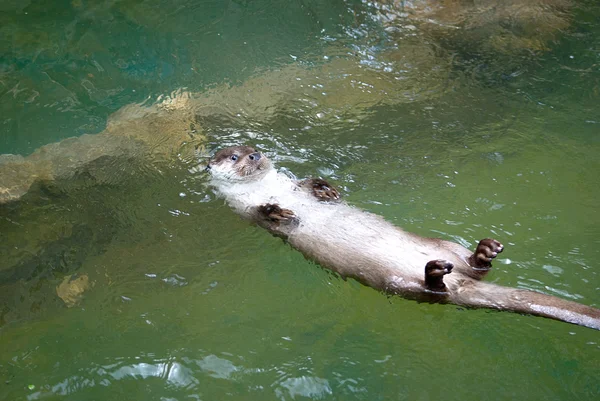 Otter salvaje —  Fotos de Stock