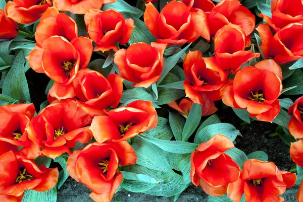 Red tulips — Stock Photo, Image