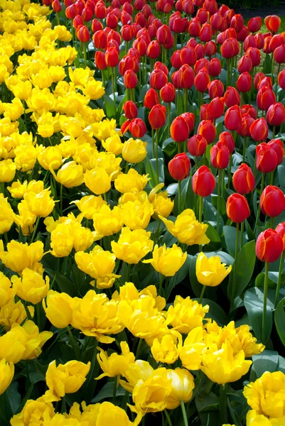 Bei tulipani — Foto Stock