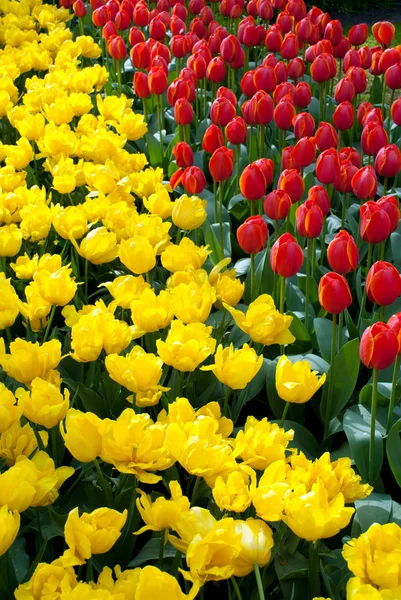 Beautiful tulips — Stock Photo, Image