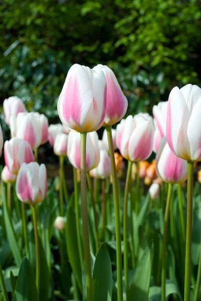 Beautiful tulips — Stock Photo, Image